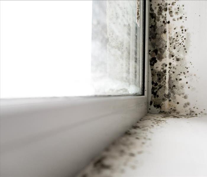 Mold growth in window