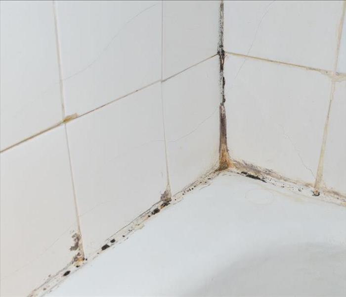 Bathroom tiles covered with black mold