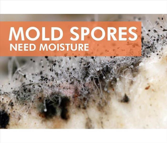 a picture of mold spores that says mold spores need moisture